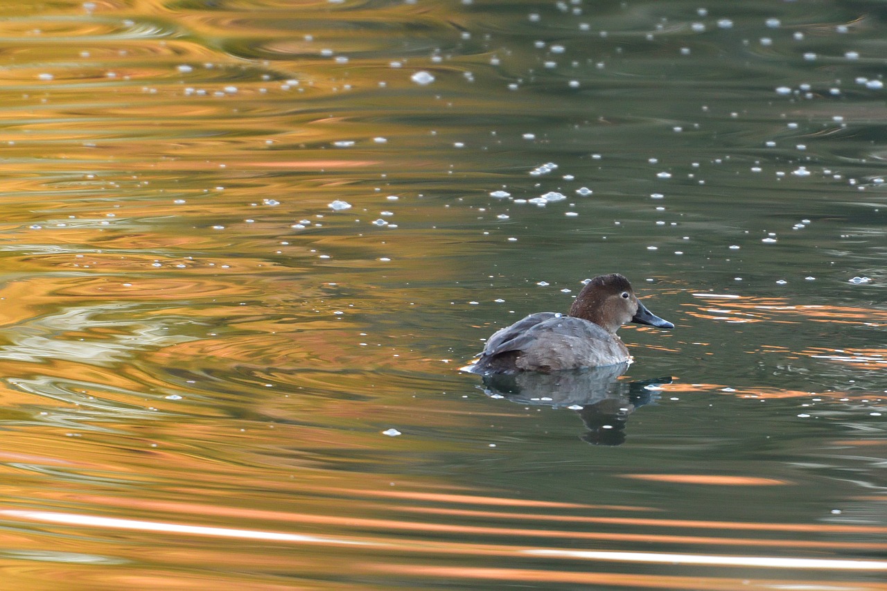 Duck it. Водные птицы Сергиев Посад. Птица стоит в воде.