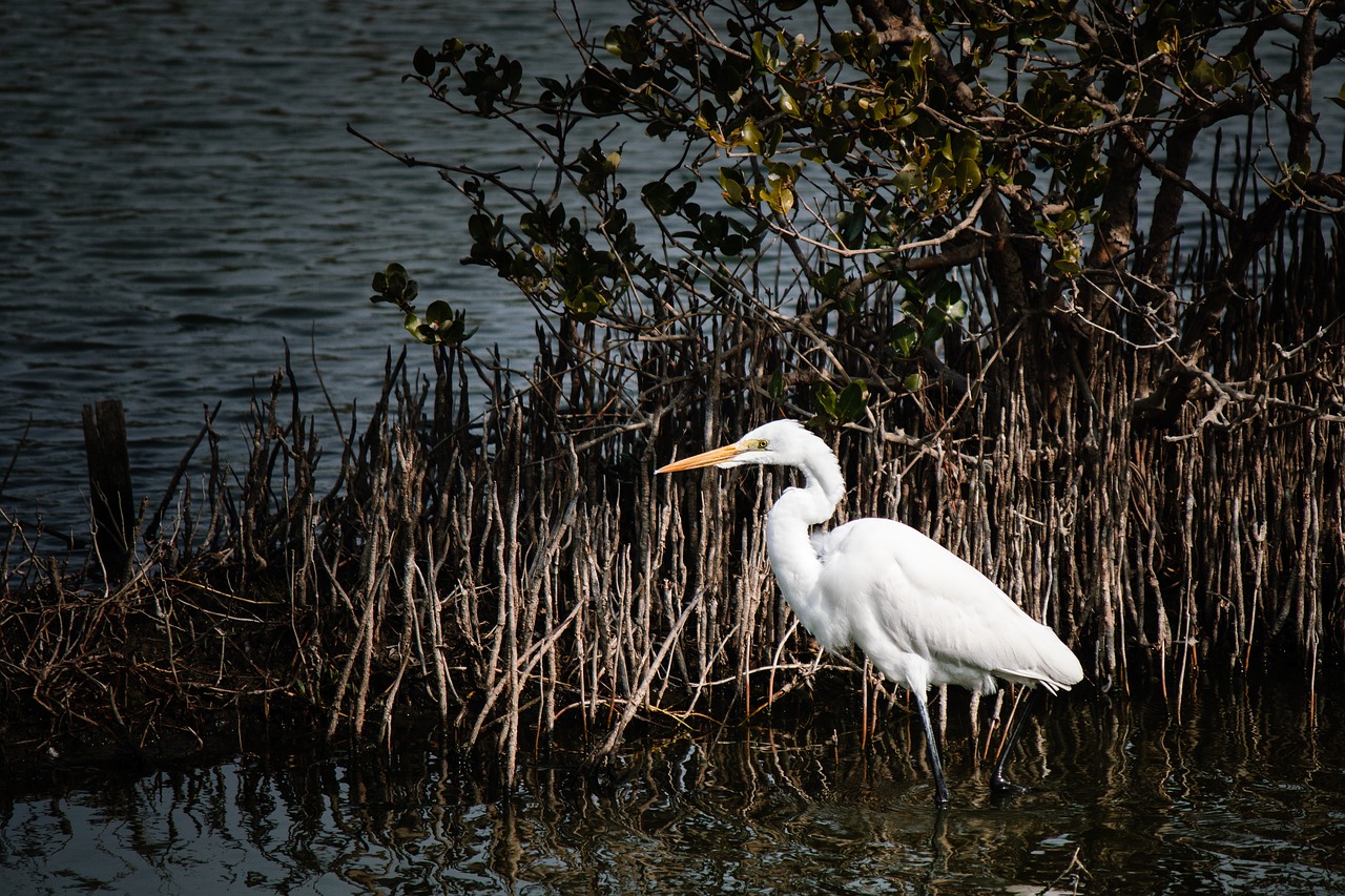 waters  bird  lake free photo