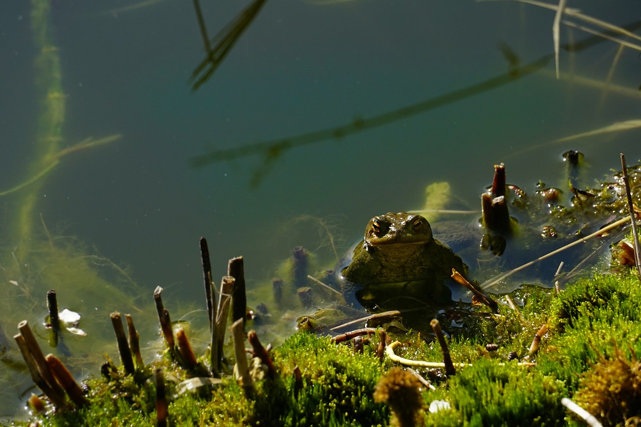 waters  nature  toad free photo