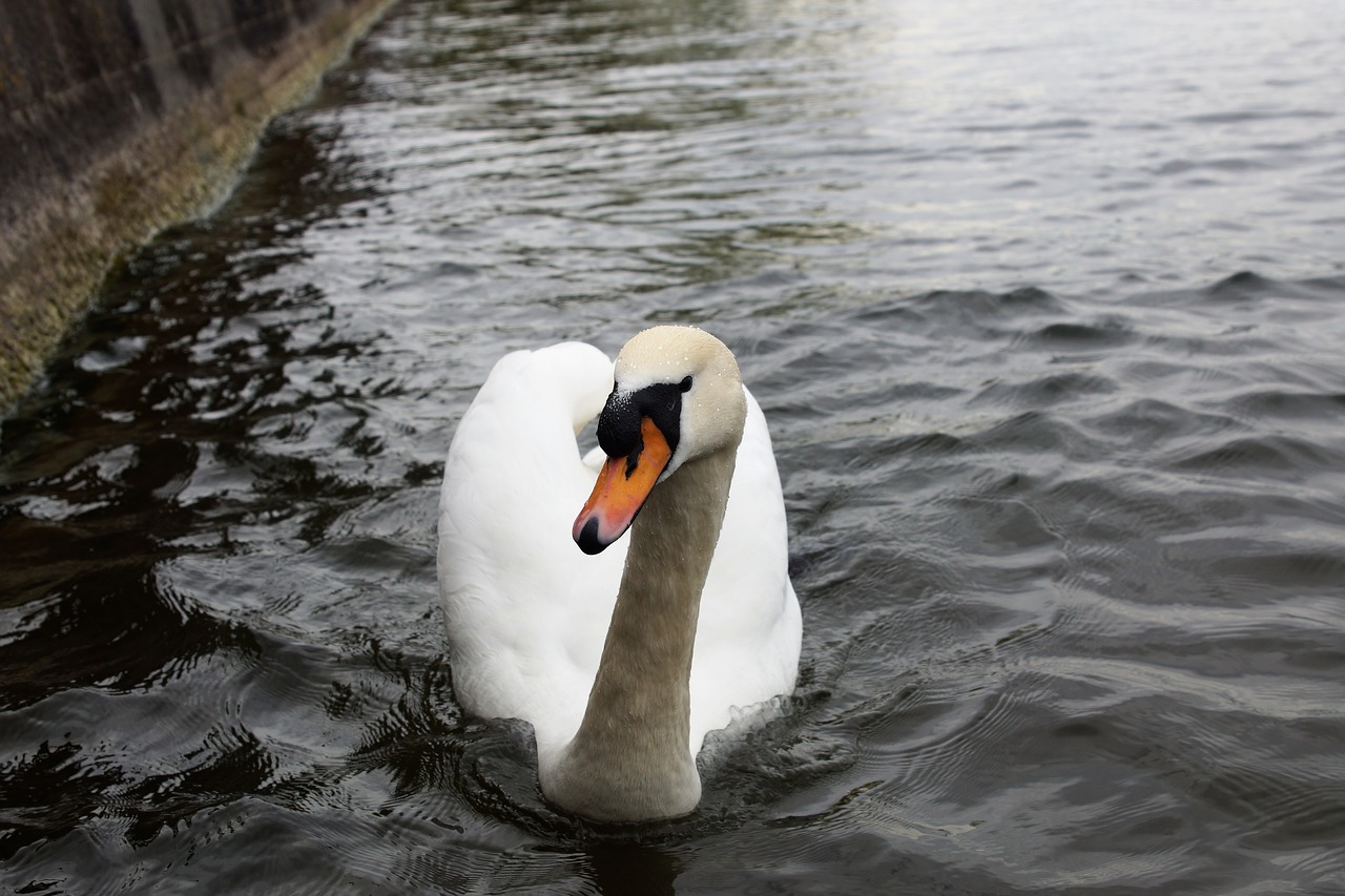 waters  swan  nature free photo