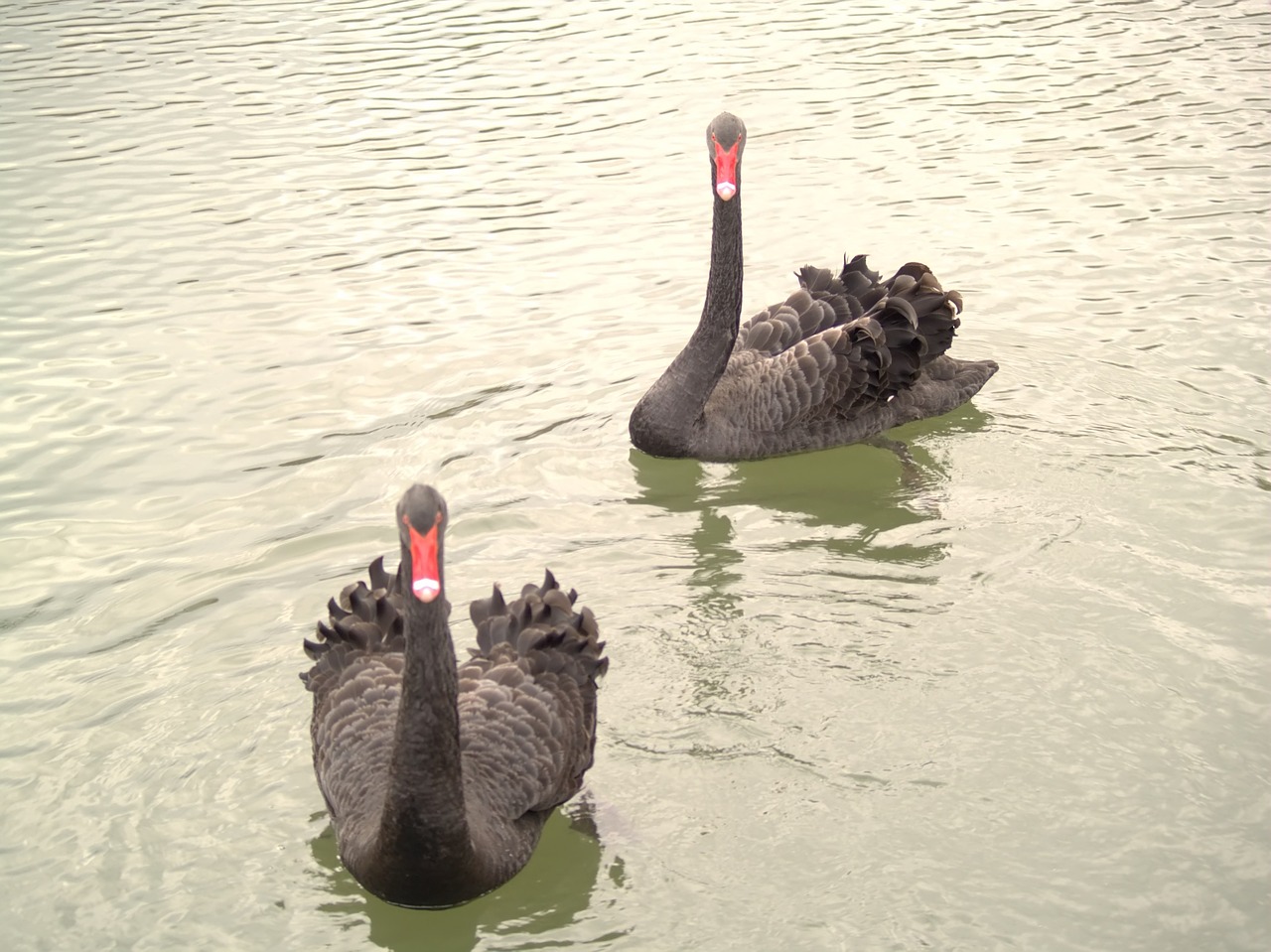 waters  swan  lake free photo