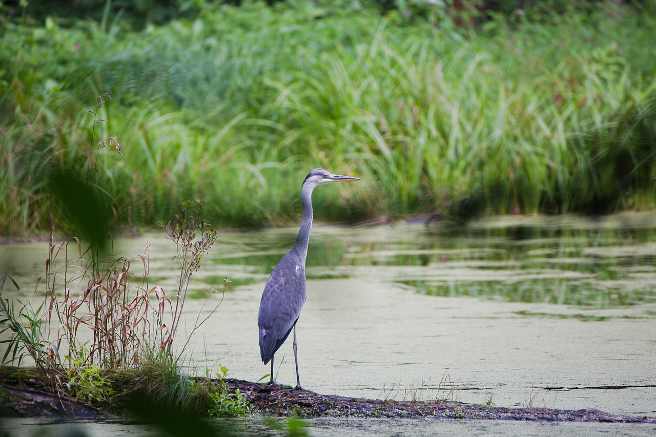 waters  nature  lake free photo