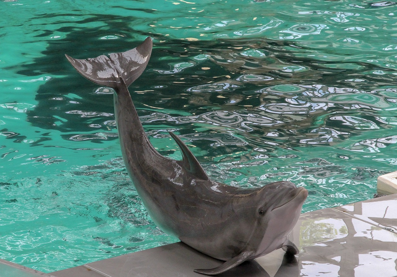 waters  swim  dolphin free photo