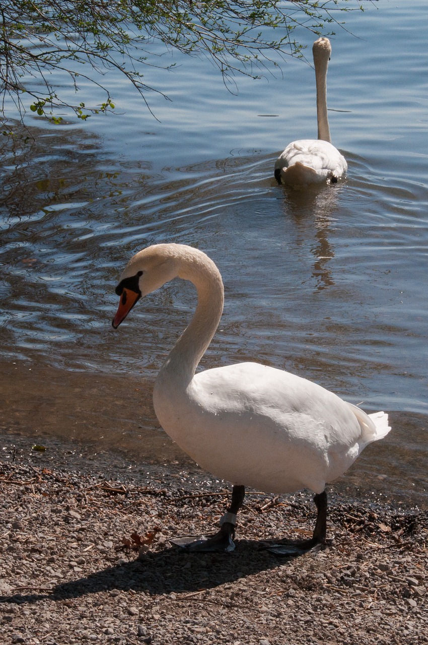 waters  bird  nature free photo