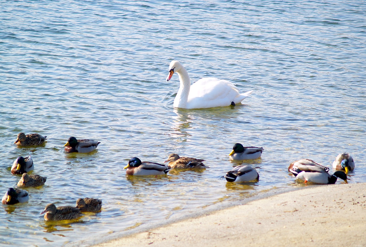 waters  bird  nature free photo