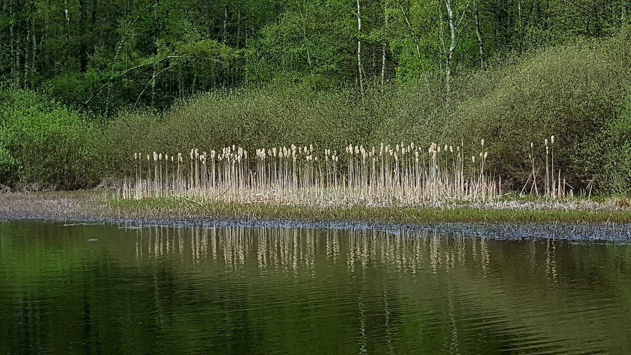 waters  reflection  nature free photo