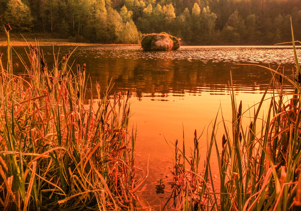 waters  nature  krufter waldsee free photo