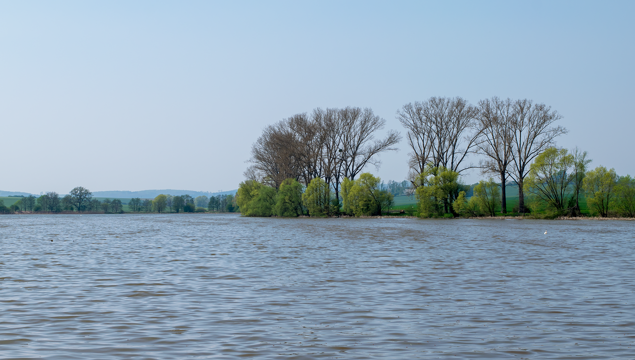 waters  nature  tree free photo