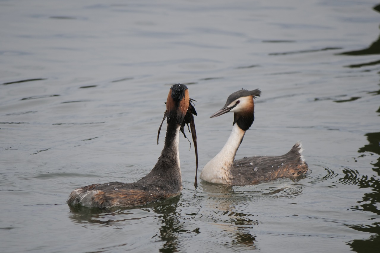 waters  great crested grebe  courtship free photo