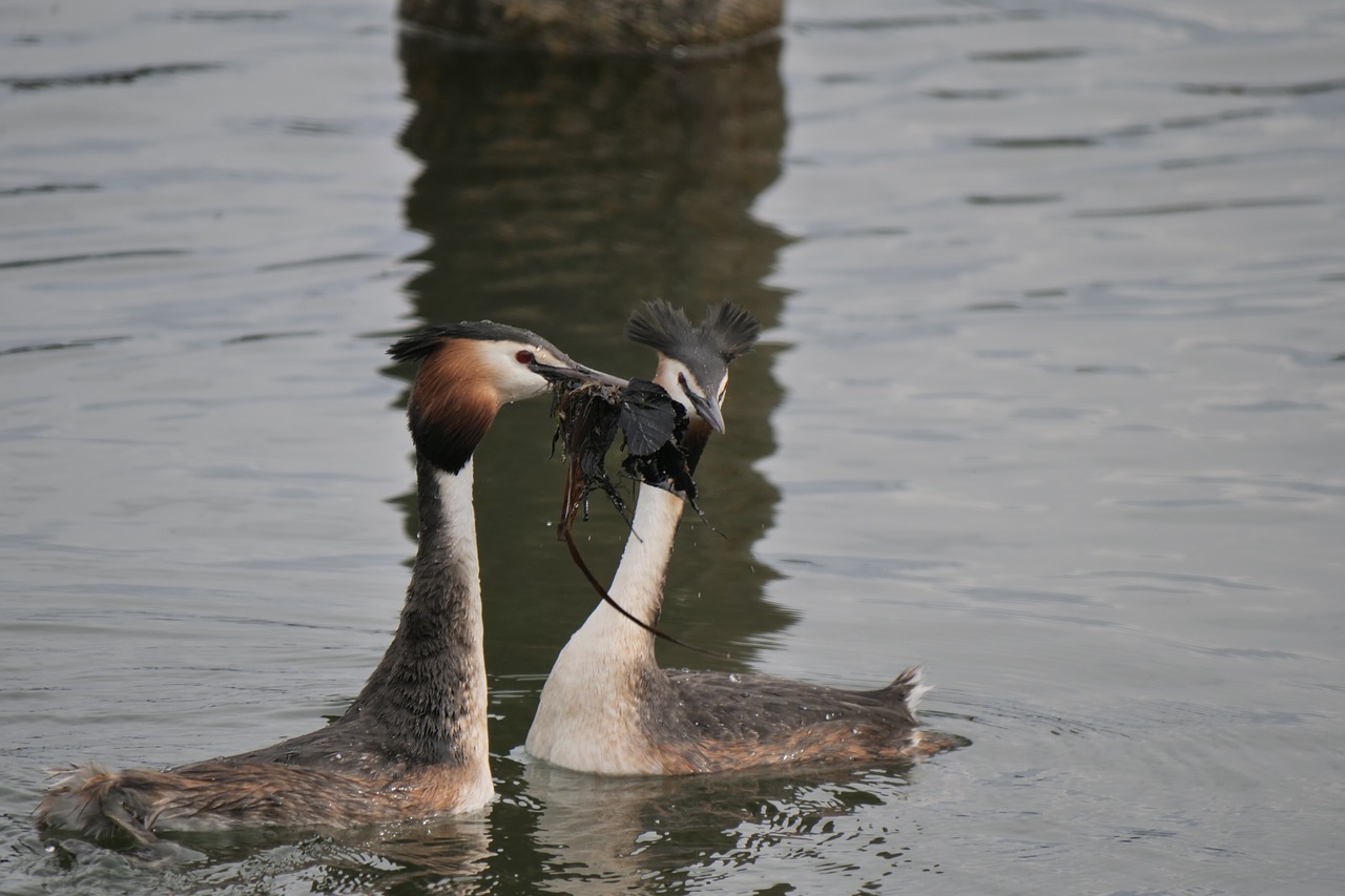 waters  lake  great crested grebe free photo