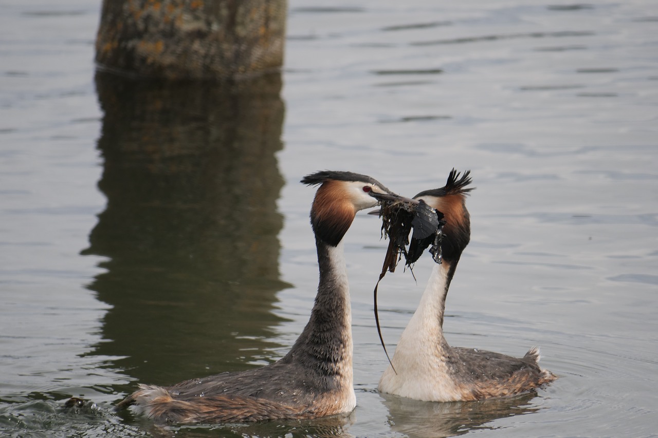 waters  bird  lake free photo