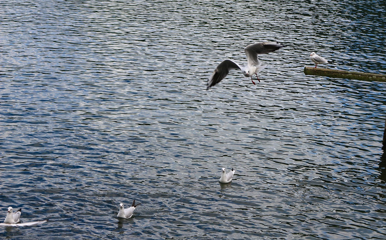 waters  bird  sea free photo