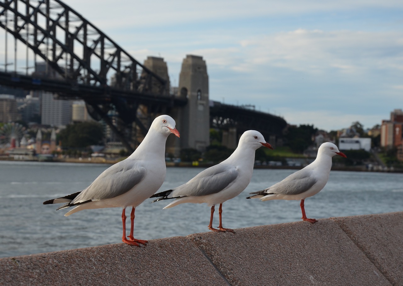 waters  sea  bird free photo