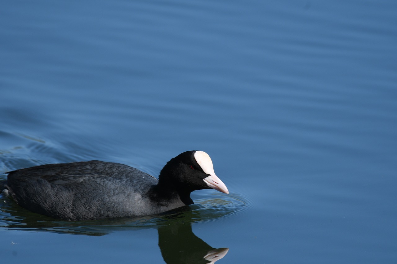 waters  lake  bird free photo