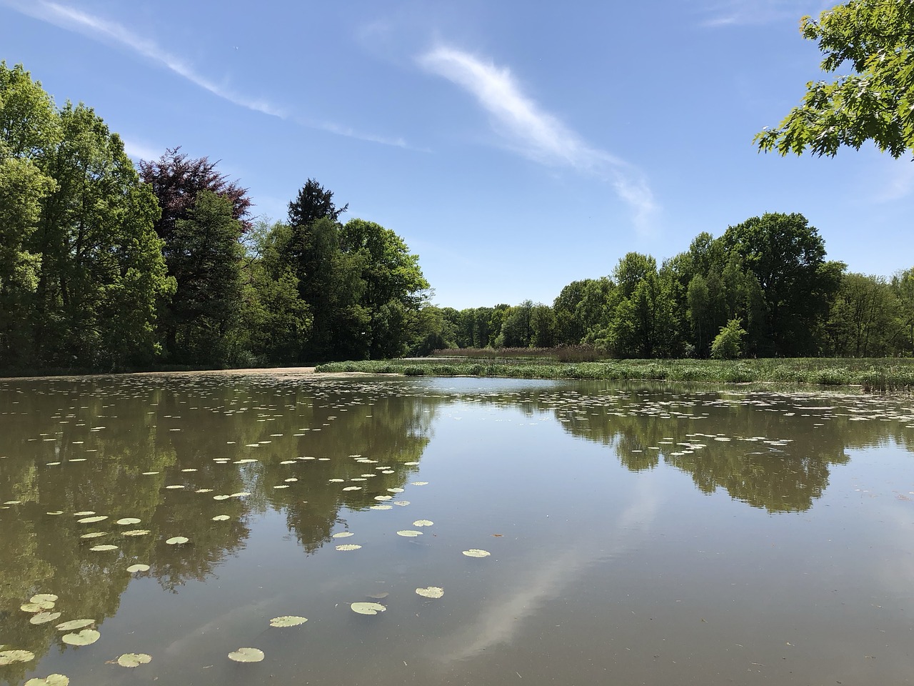 waters  tree  reflection free photo