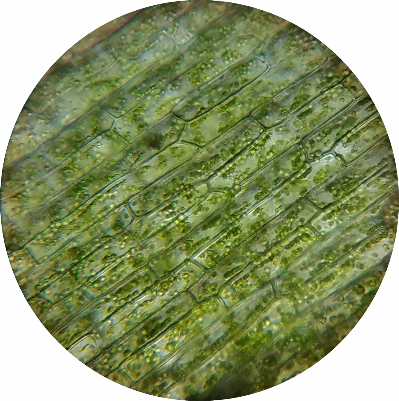 waterweed plant cell mikroskopieren free photo