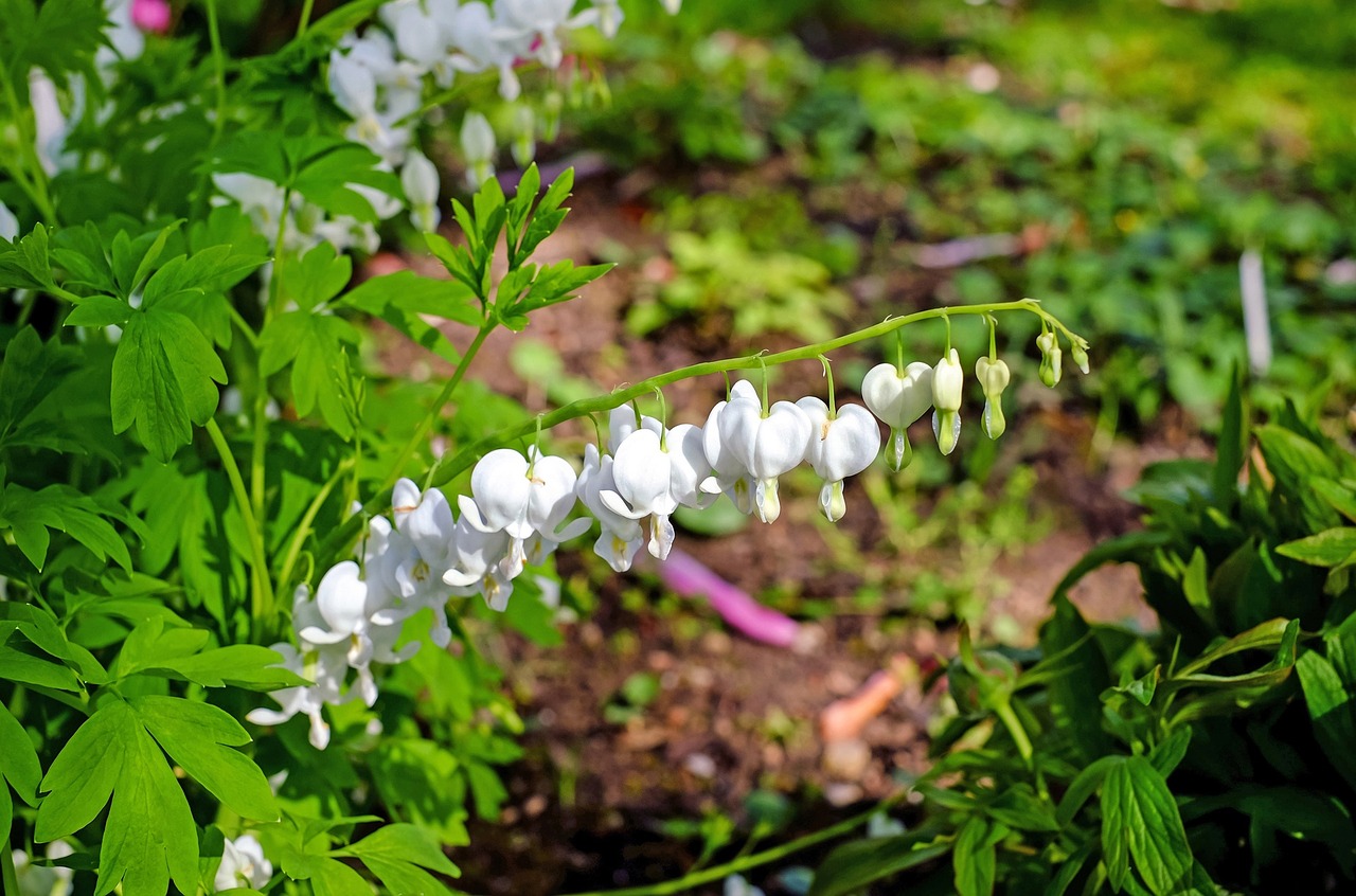 bleeding heart flowers white bloom free photo