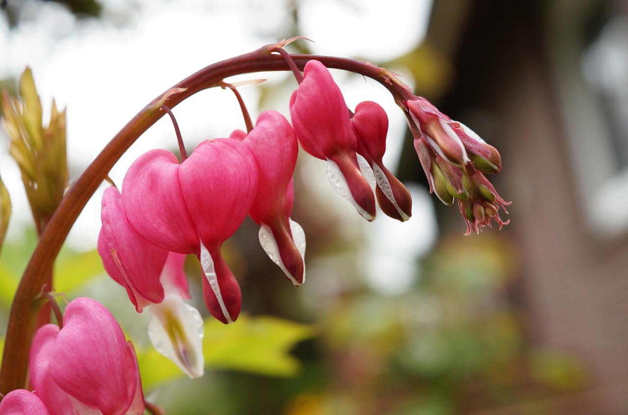 watery heart lamprocapnos spectabilis two tone heart flower free photo