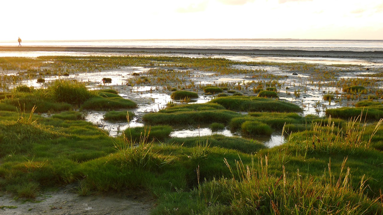 wattenmeer wadden sea neuharlingersiel free photo