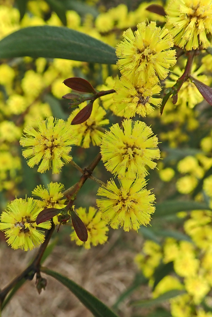 wattle  flower  spring free photo