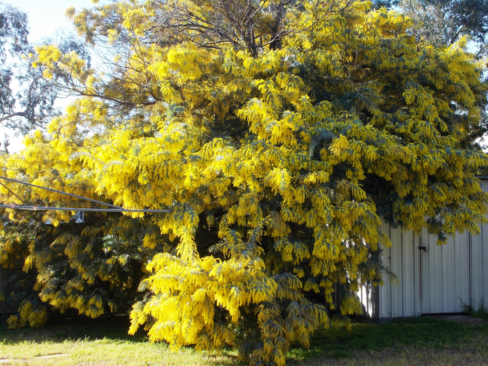 yellow wattle tree free photo