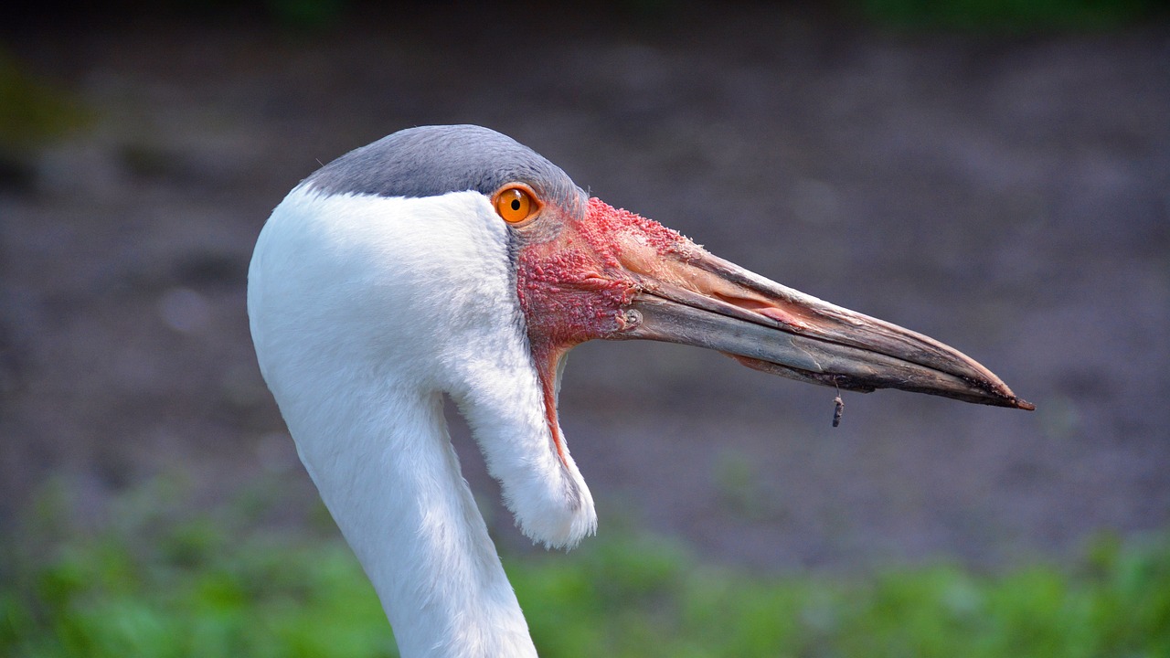 wattled crane crane bird free photo