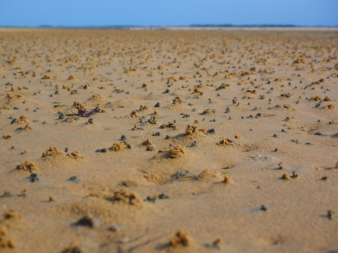 watts wadden sea sand free photo