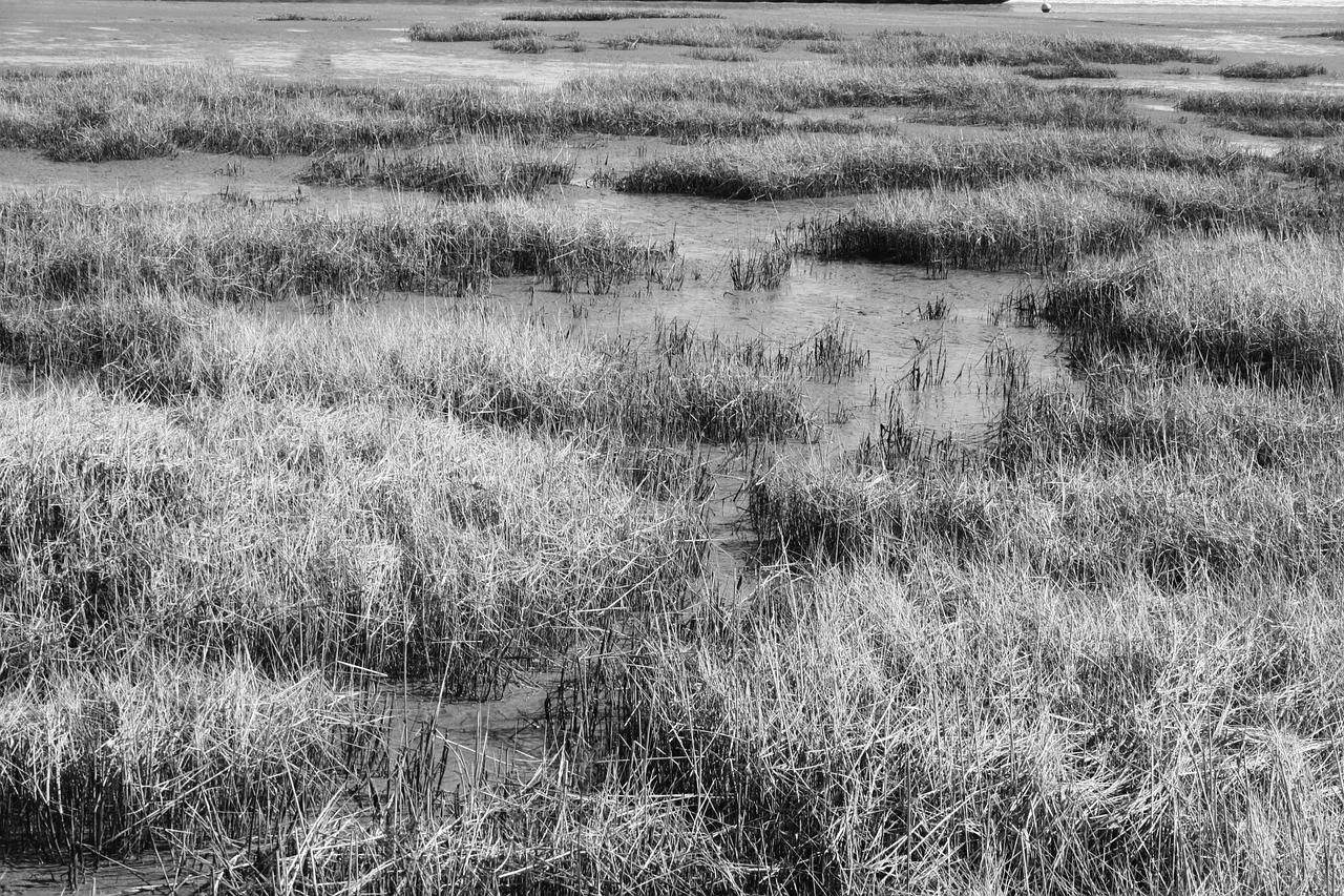 watts wadden sea north sea free photo