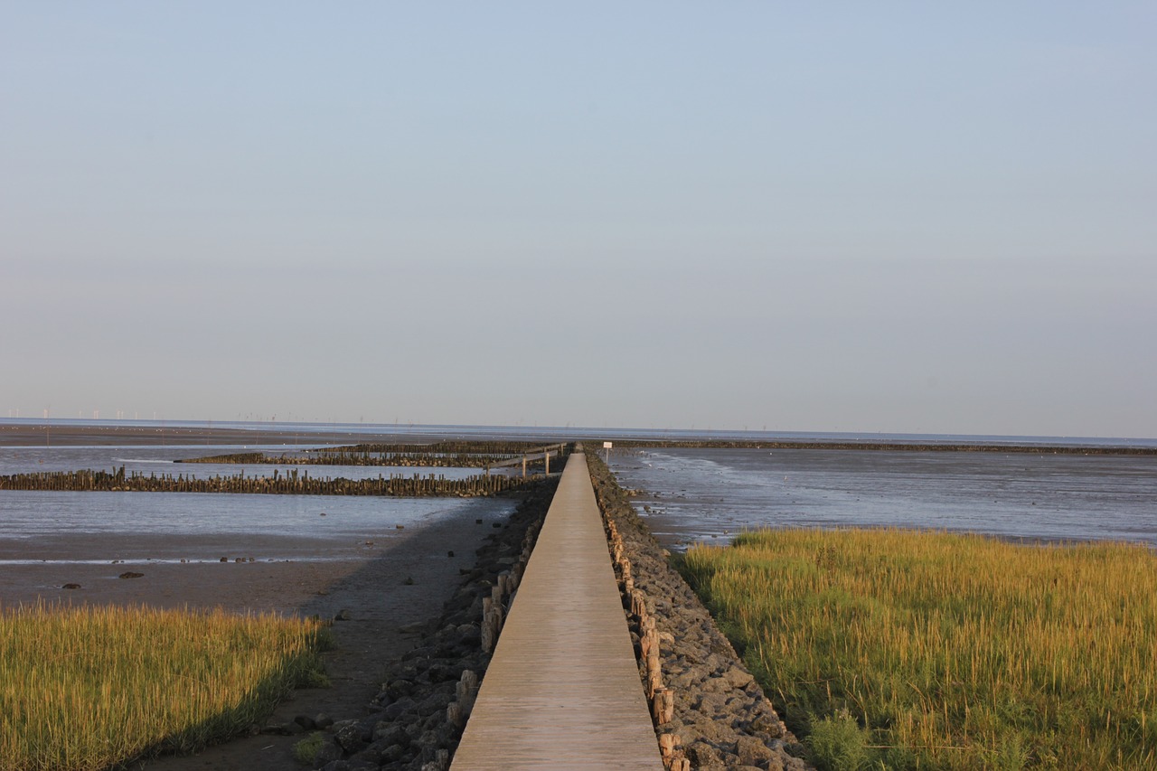 watts  web  north sea free photo