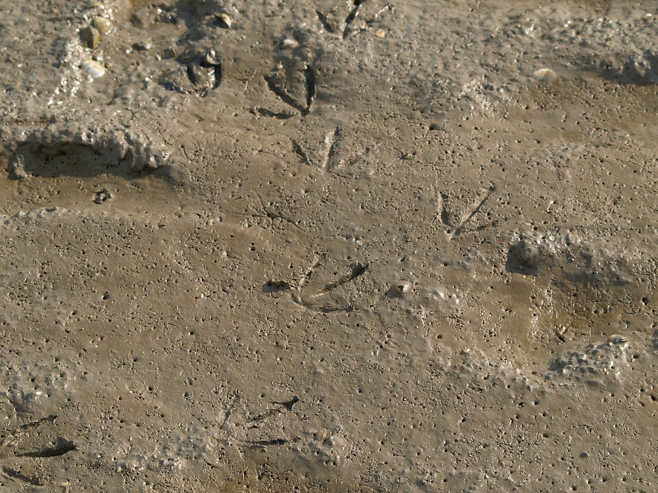 watts traces footprints free photo