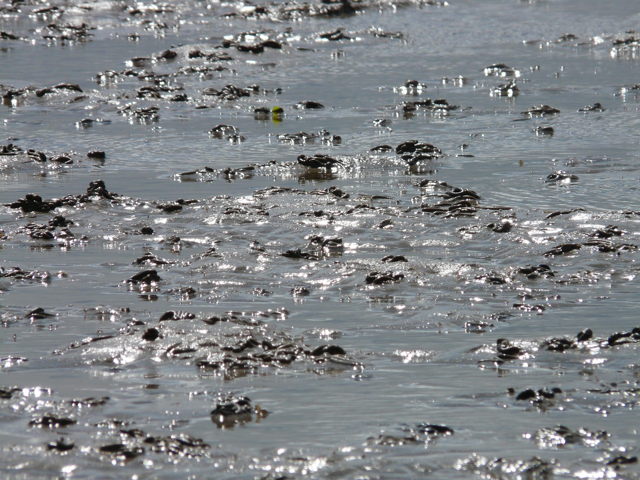 watts wadden sea north sea free photo