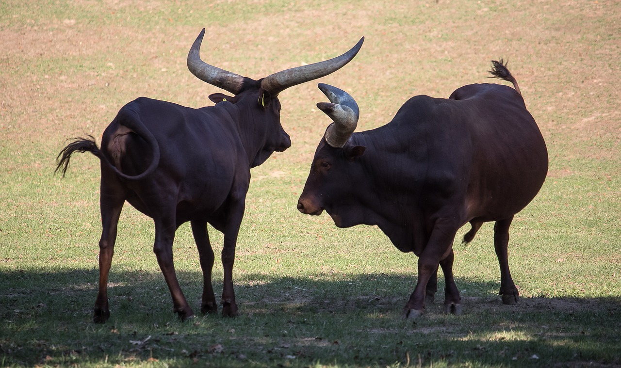 watusi-cattle  beef  mammal free photo