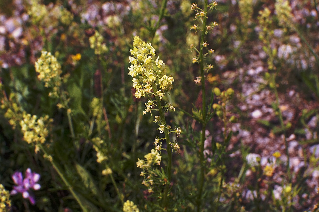 wau mignonette reseda lutea free photo