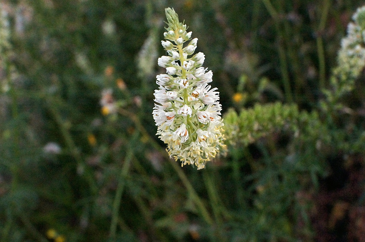 wau mignonette reseda alba free photo