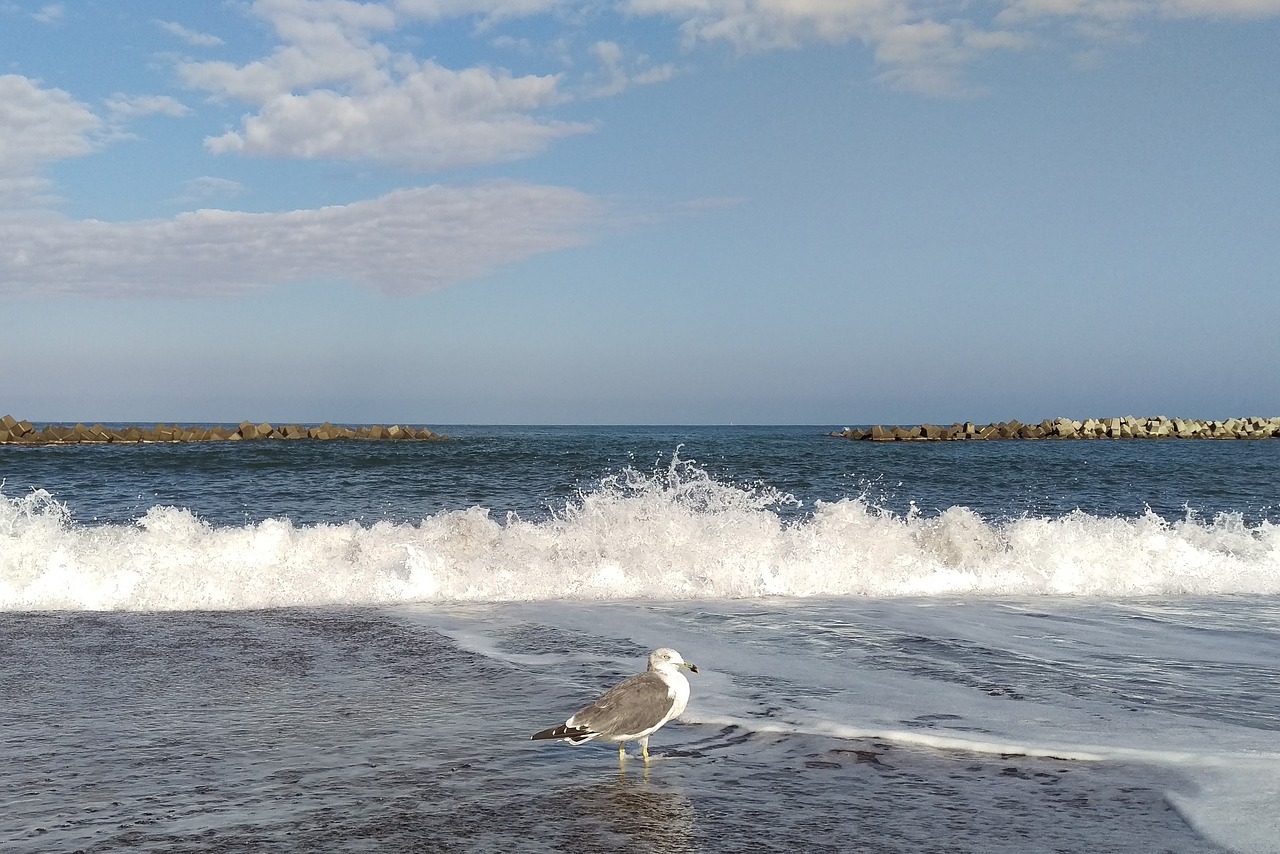 wave beach sea free photo