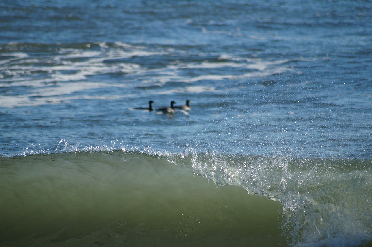 wave ocean sea free photo