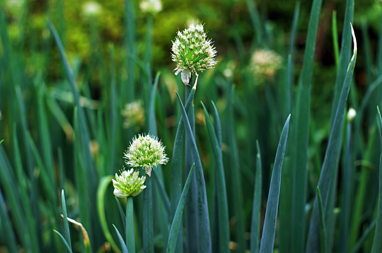 wave  blue flower  plants free photo