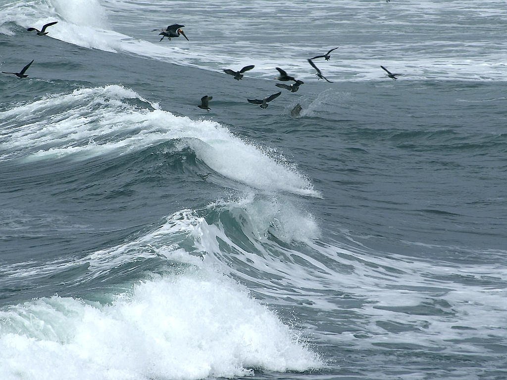wave birds flock of birds free photo