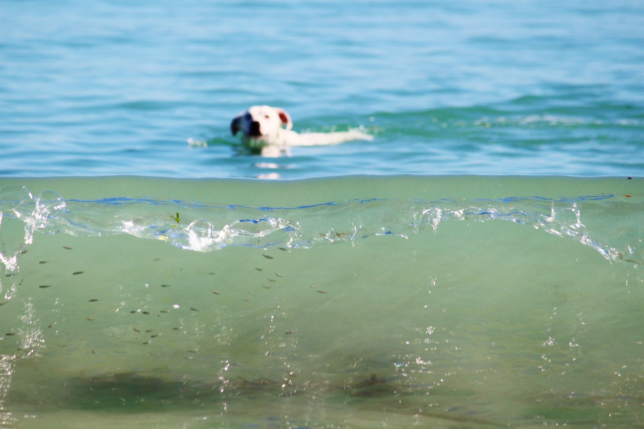 wave turquoise surf free photo