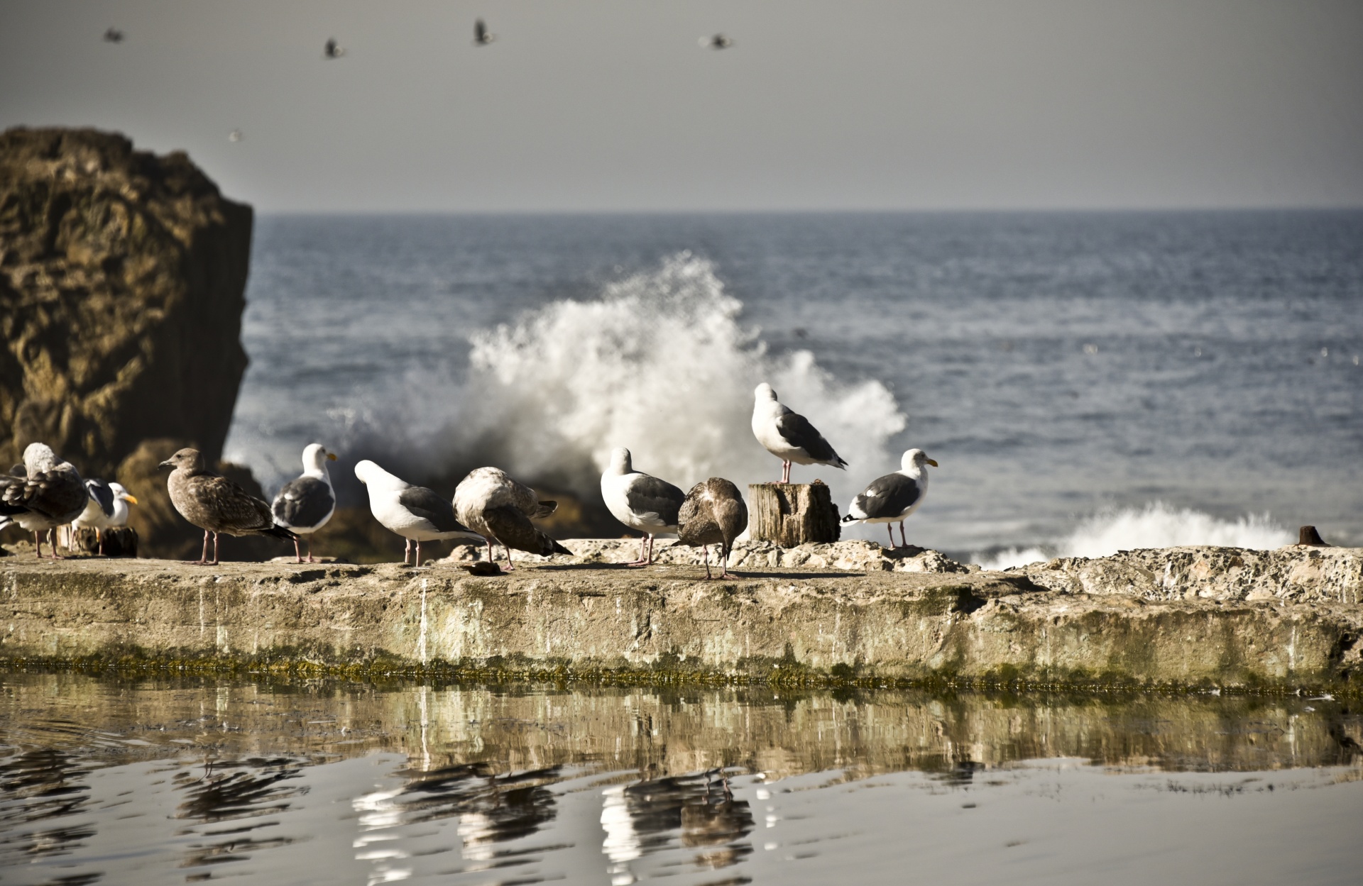 seagulls birds bird free photo