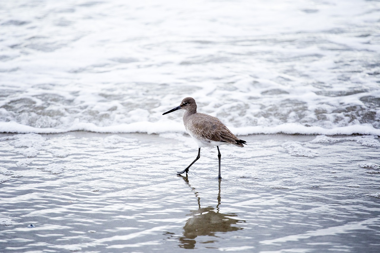 waves bird ocean free photo