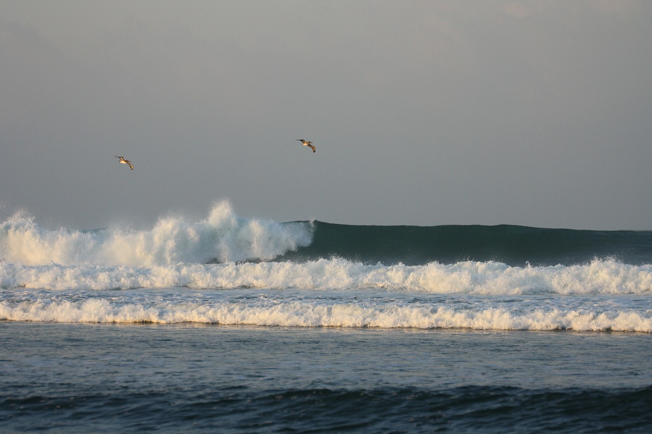 waves birds golf free photo