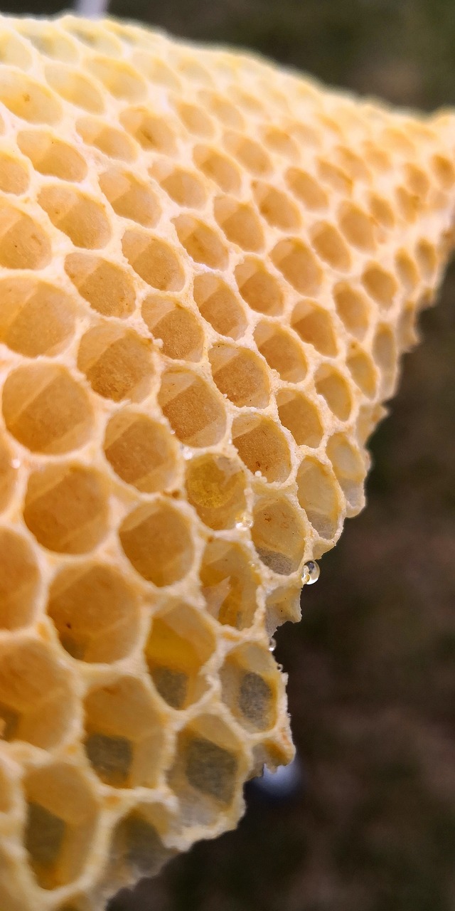 wax  honeycomb wax  bees wax free photo