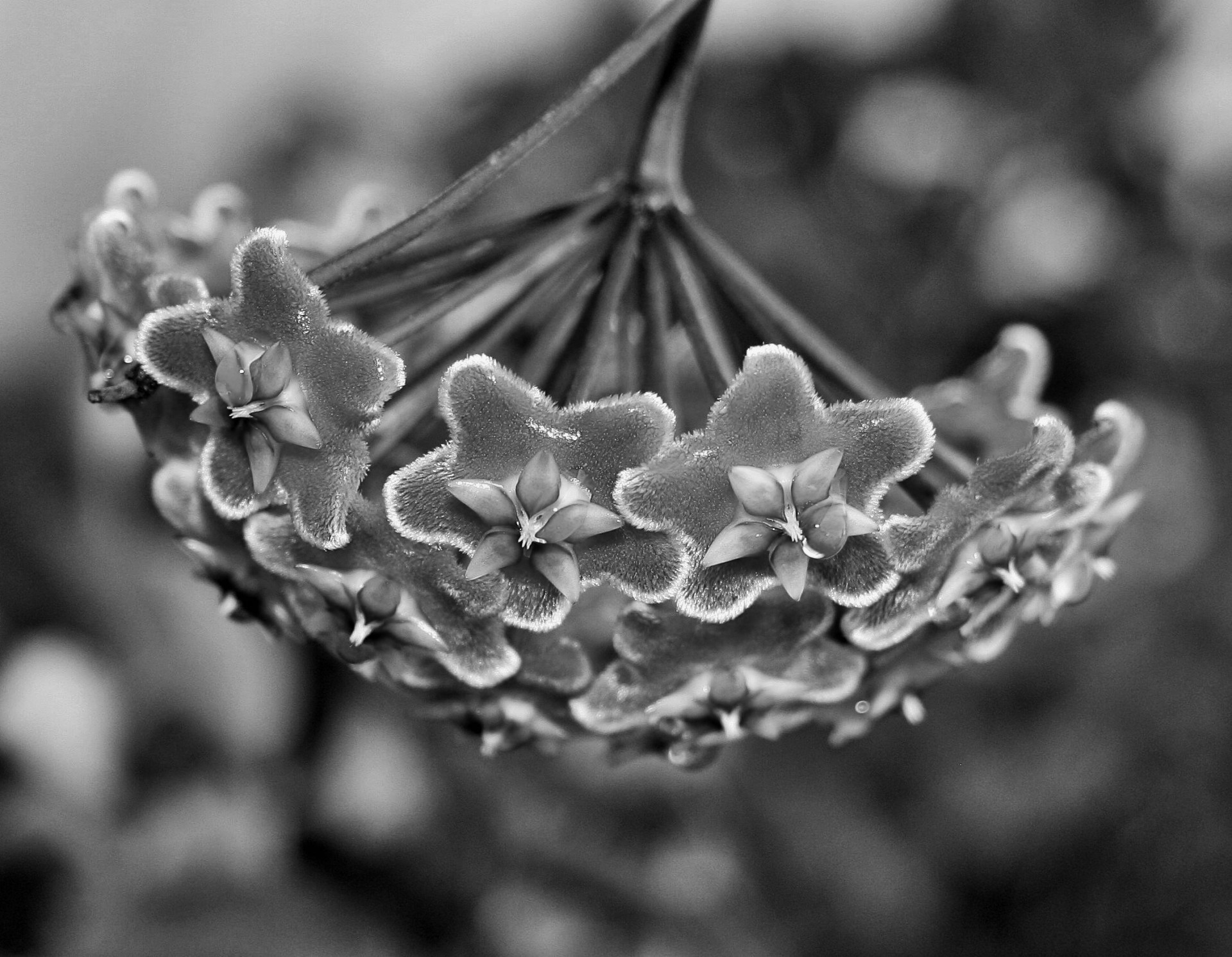 flower waxplant hoya free photo