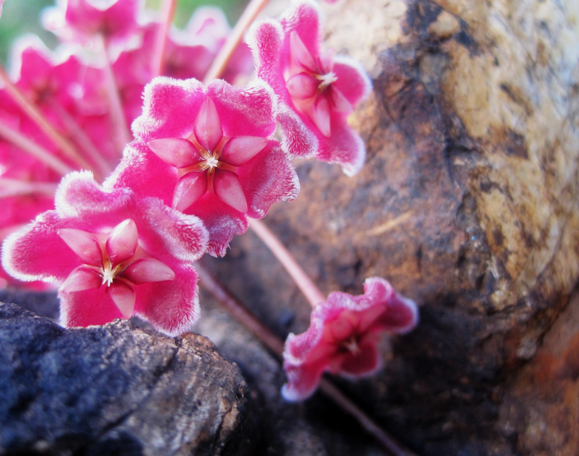 flower head florets pink free photo