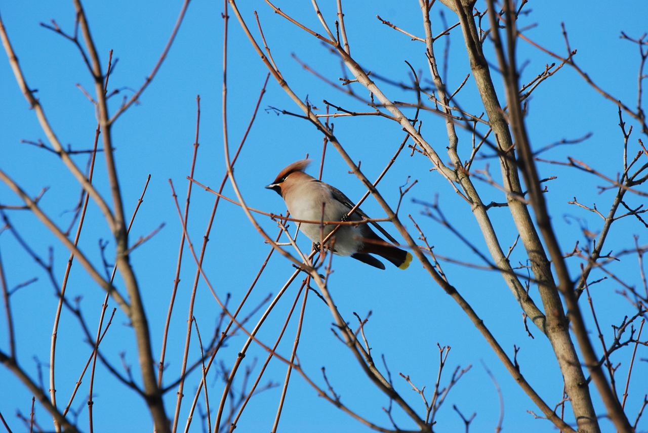 waxwing songbird winter free photo