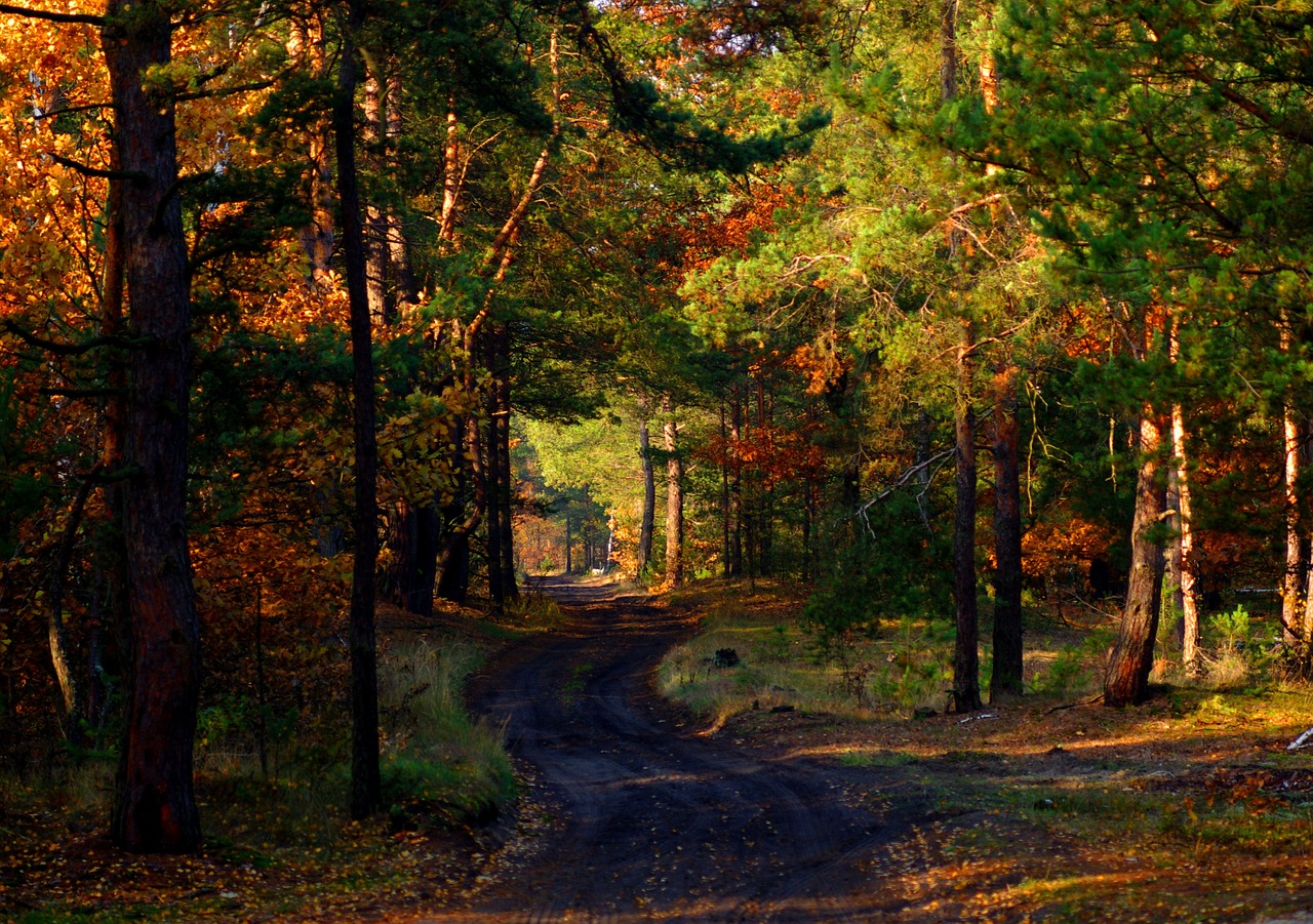 way forest tree free photo