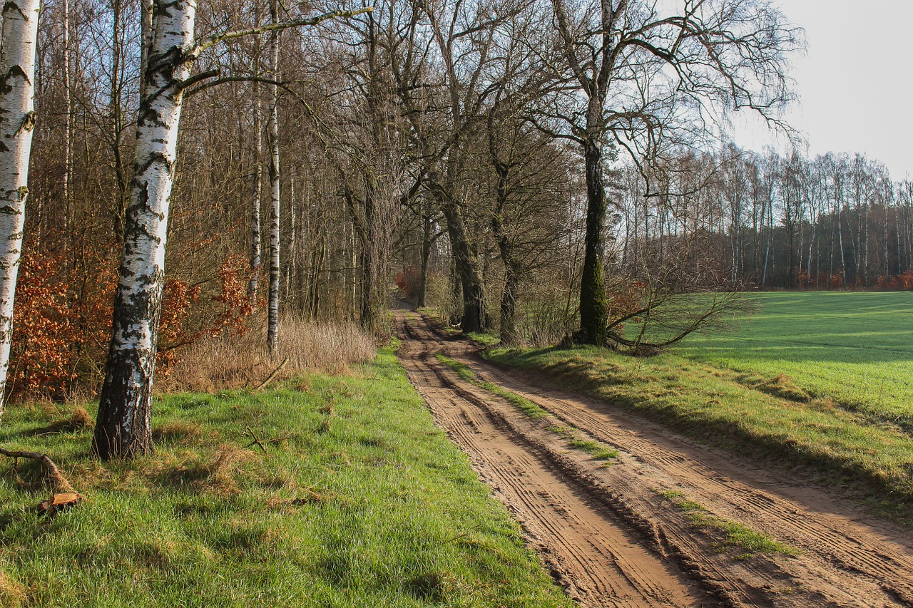 way field forest free photo