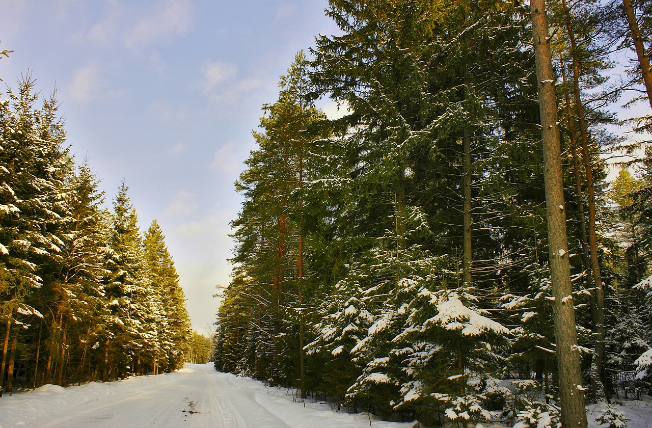 way forest winter free photo