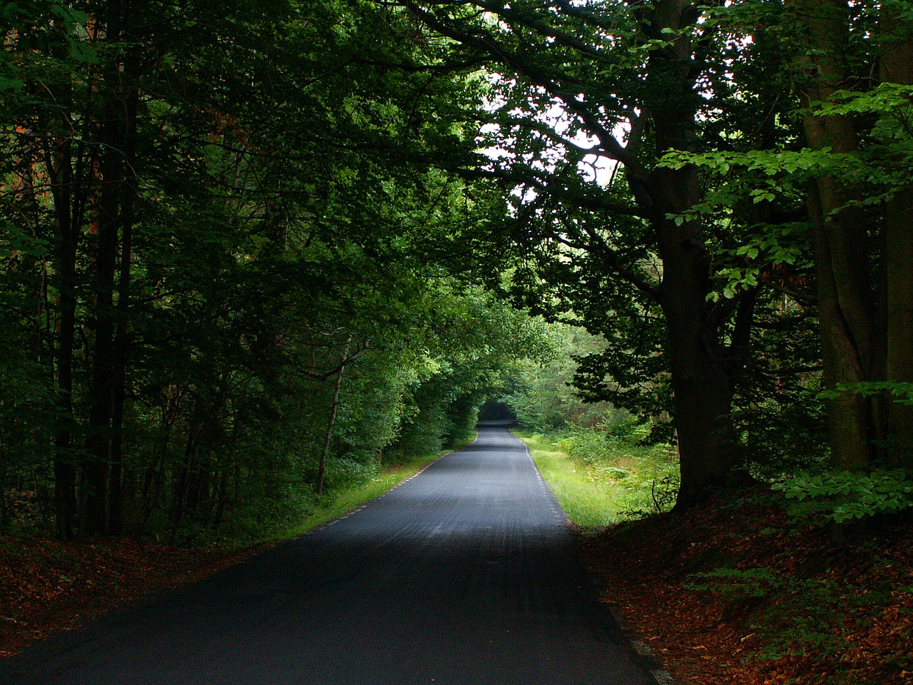 way forest the road in the forest free photo